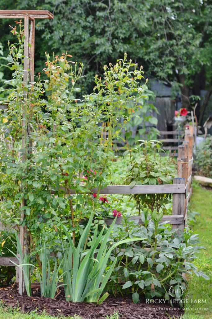 A Beautiful Vegetable Garden