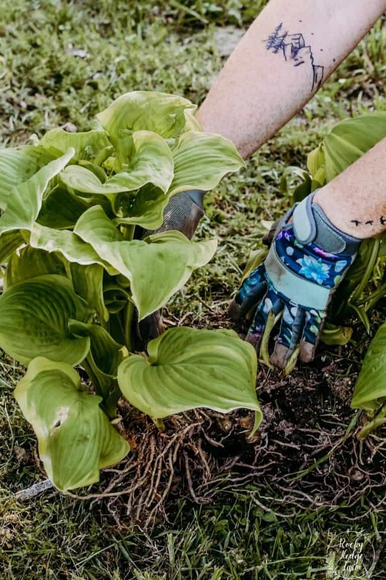 How to Split Hostas - Rocky Hedge Farm