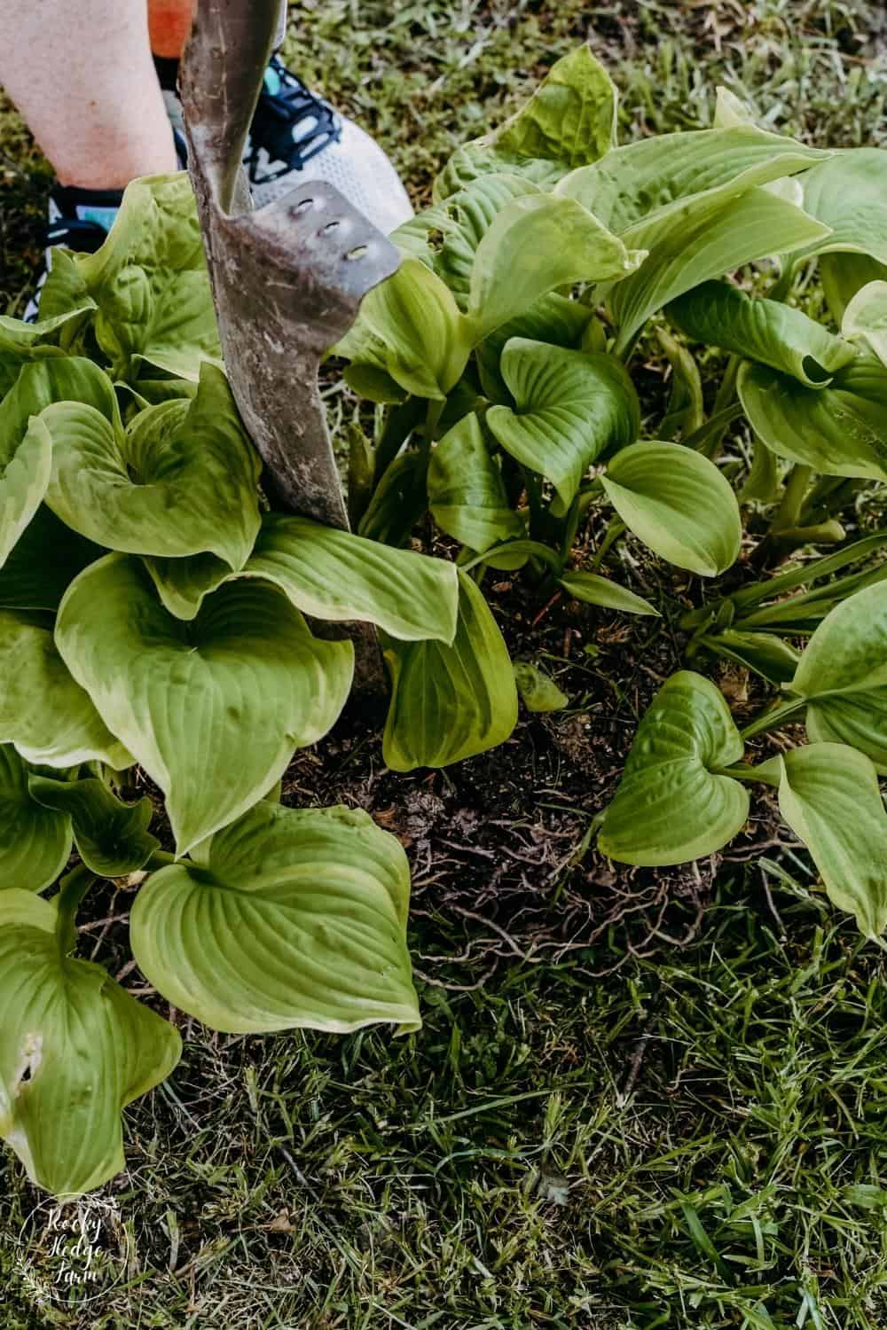 How to split hostas rocky hedge farm