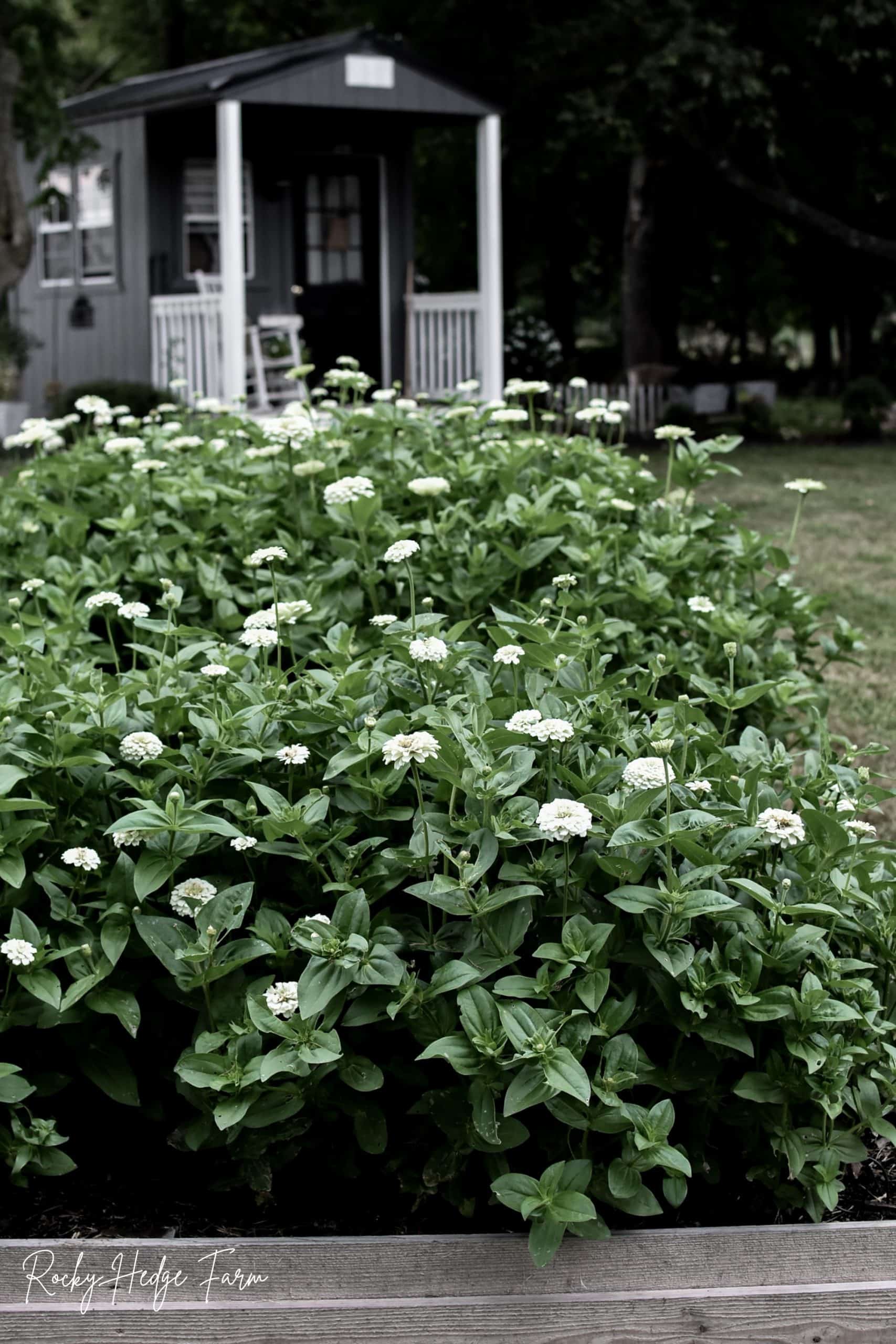 50 White Zinnia Seeds Zinnia Elegans Youth-and-old-age Garden Flowers 50 White Zinnia Seeds Zinnia Elegans Youth-and-old-age Garden Flowers