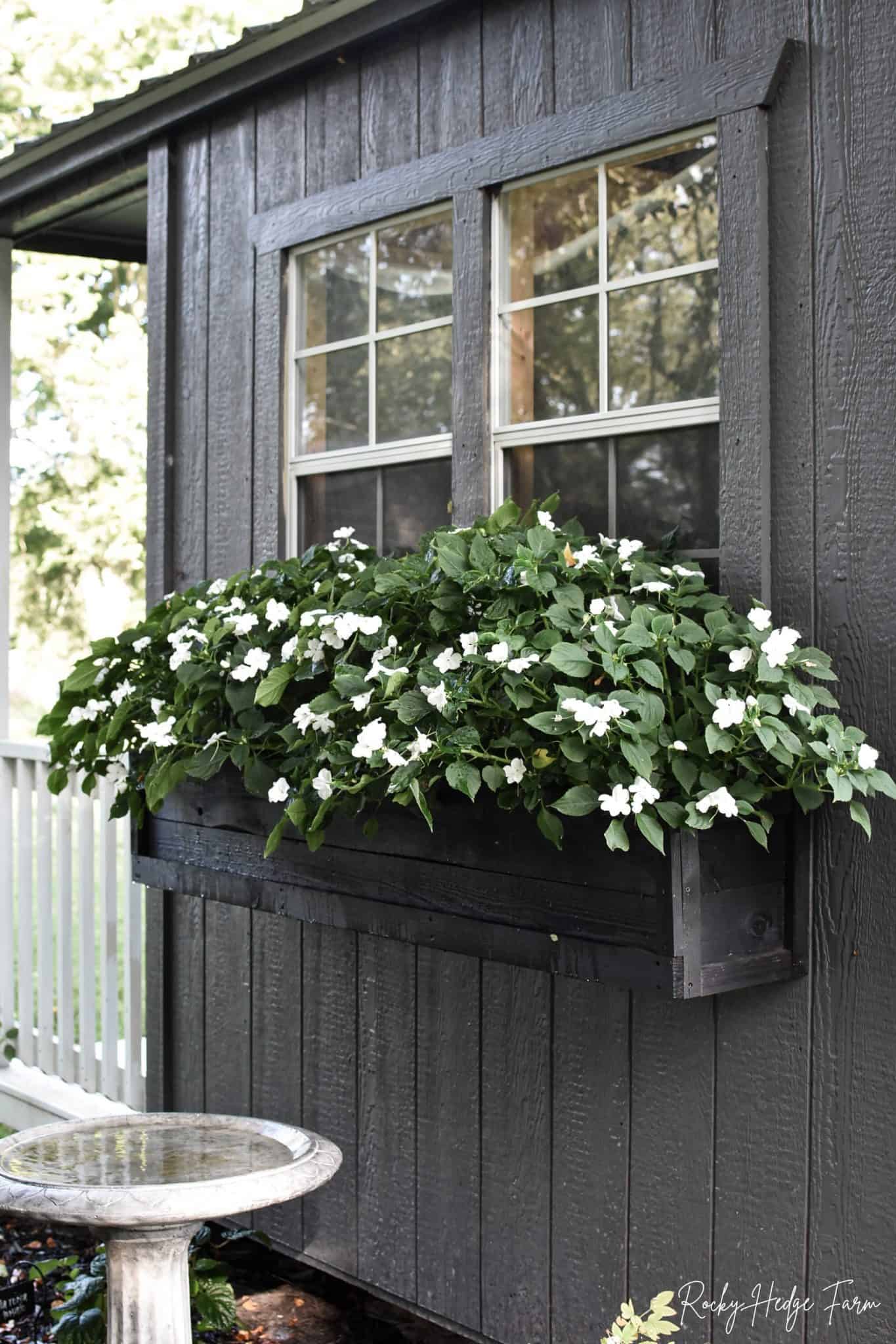 The Ultimate Guide to Planting Impatiens - Rocky Hedge Farm
