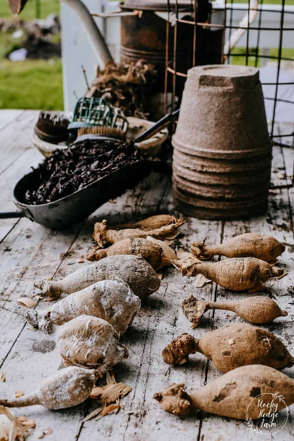How to Plant Dahlia Tubers - Rocky Hedge Farm