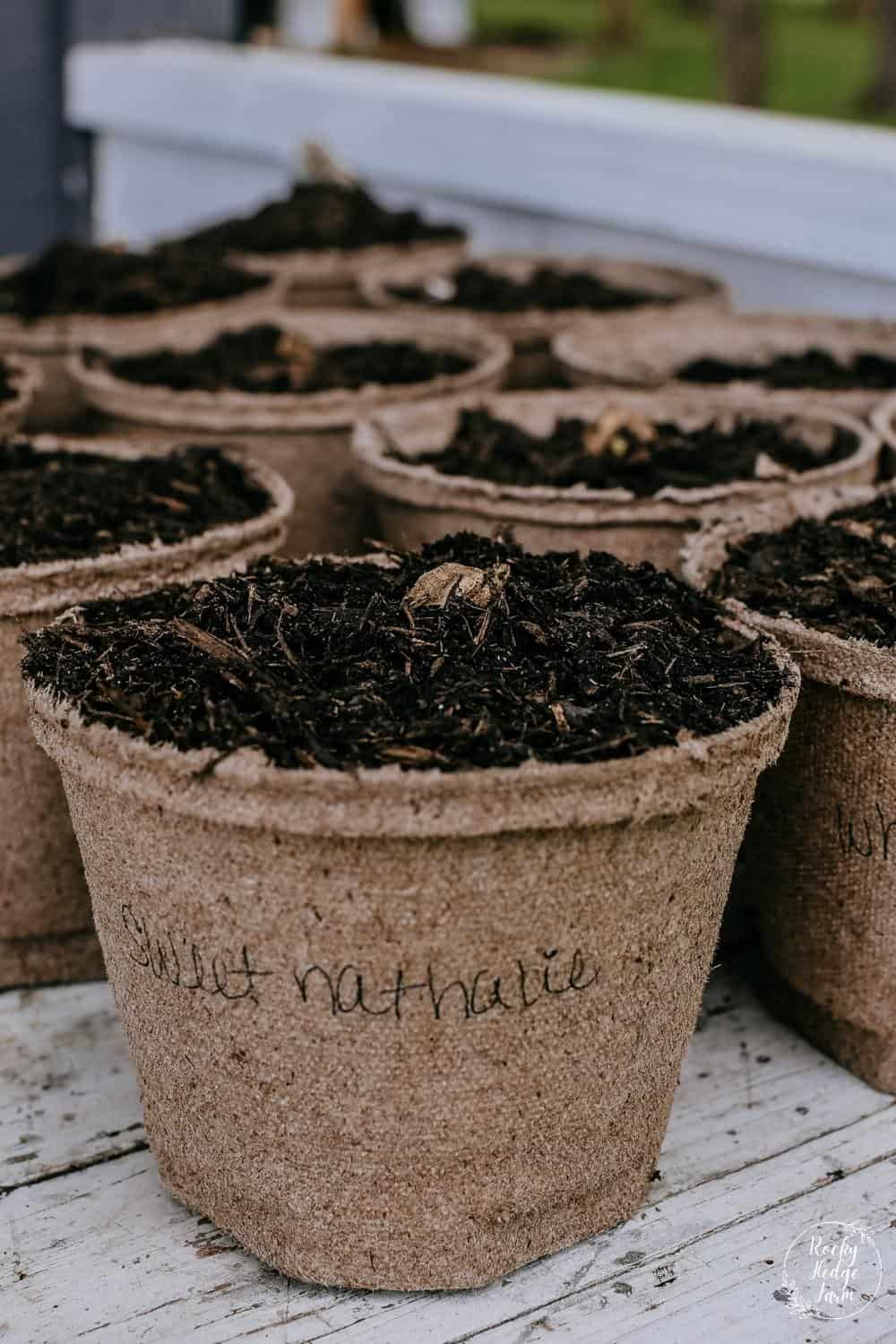 Starting Dahlia Tubers Early in Pots Rocky Hedge Farm