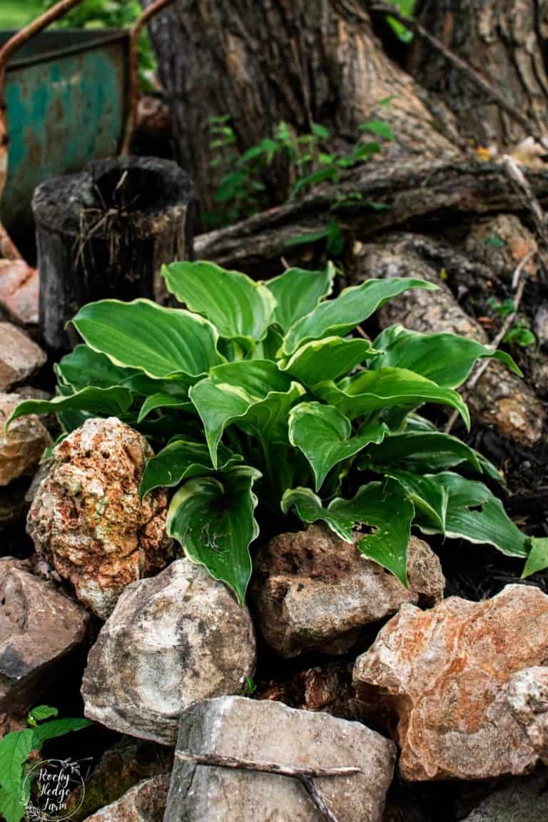 Hosta Root System Planting Bare Root Hostas - Rocky Hedge Farm