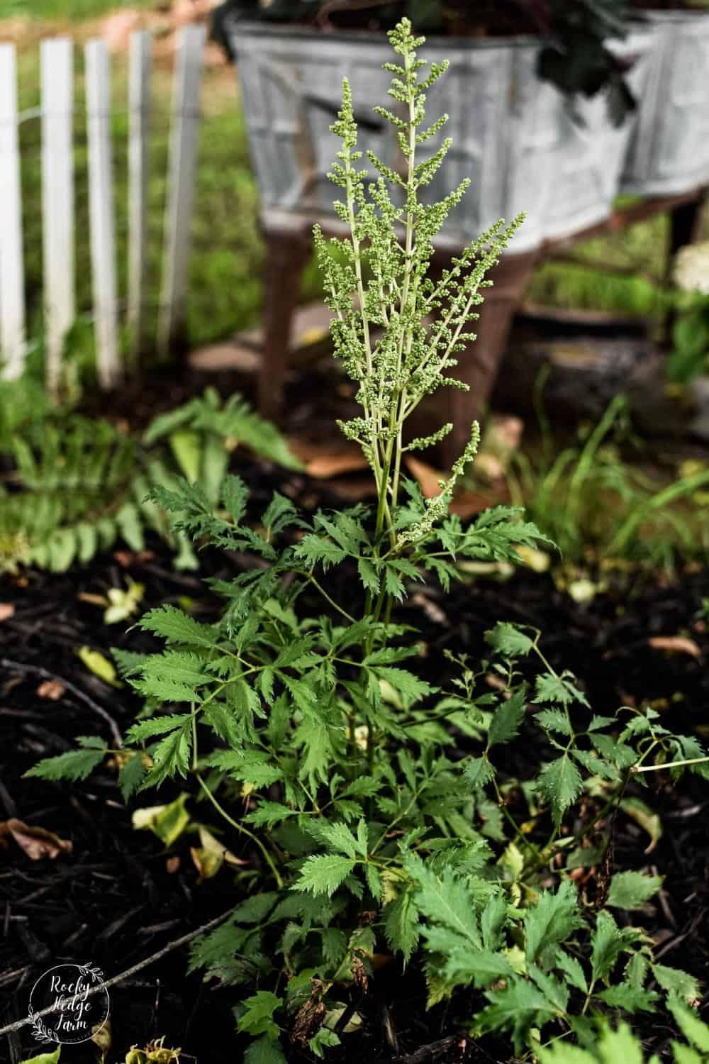 8 Best Low Maintenance Perennials for Shade Rocky Hedge Farm