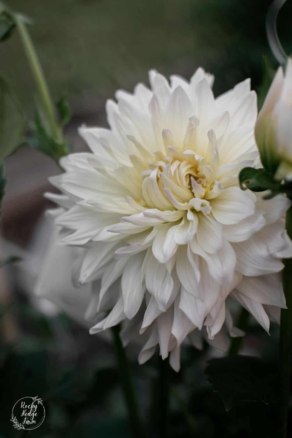 Are Dahlias Perennials - Rocky Hedge Farm